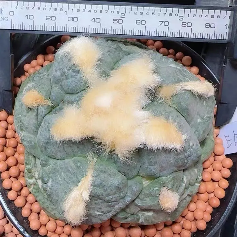 Ariocarpus Fissuratus Var. Lloydii