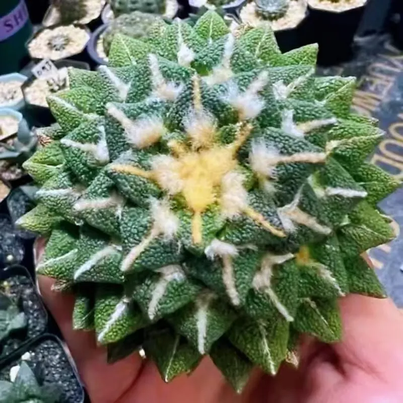 Ariocarpus Kotschoubeyanus (Lemaire Ex K.Schumann) K.Schumann