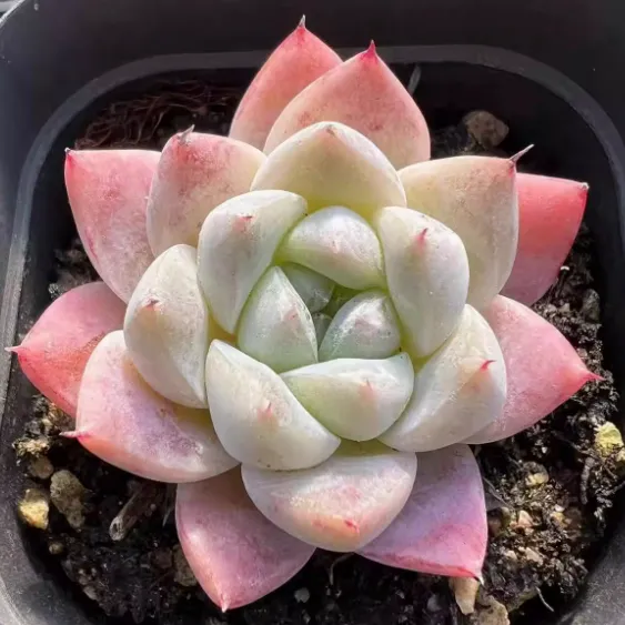 Echeveria 'Anna's Jenny'