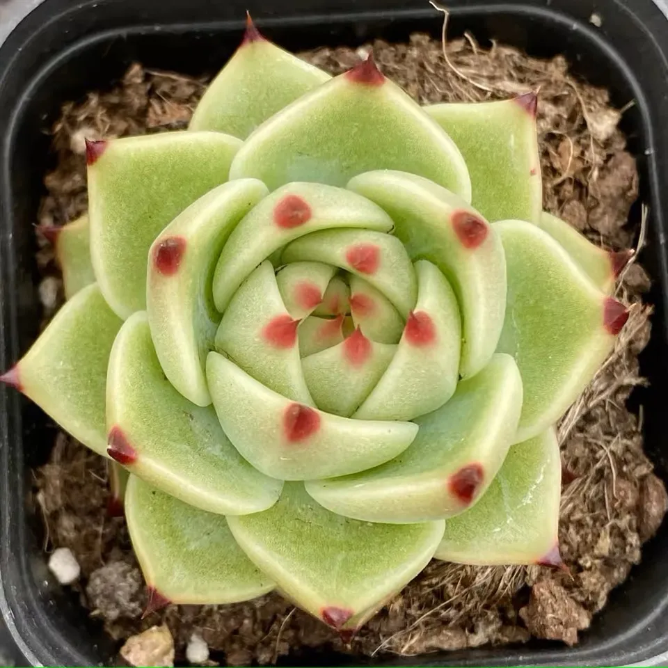 Echeveria Blue Dragon