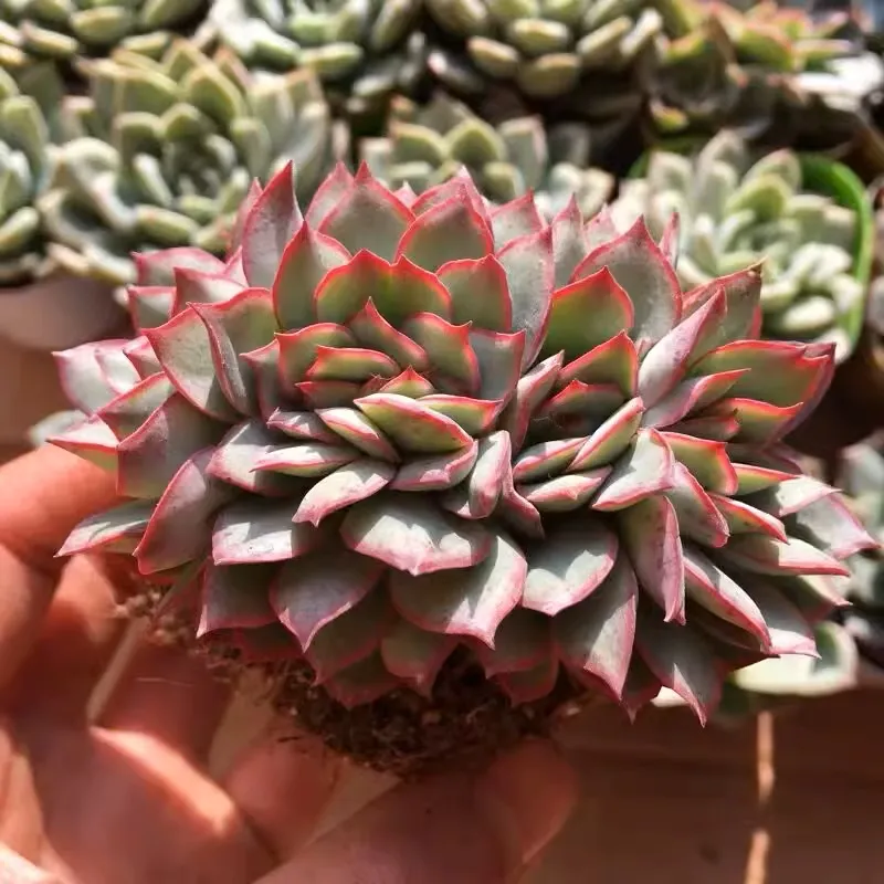 Echeveria Moon Goddess