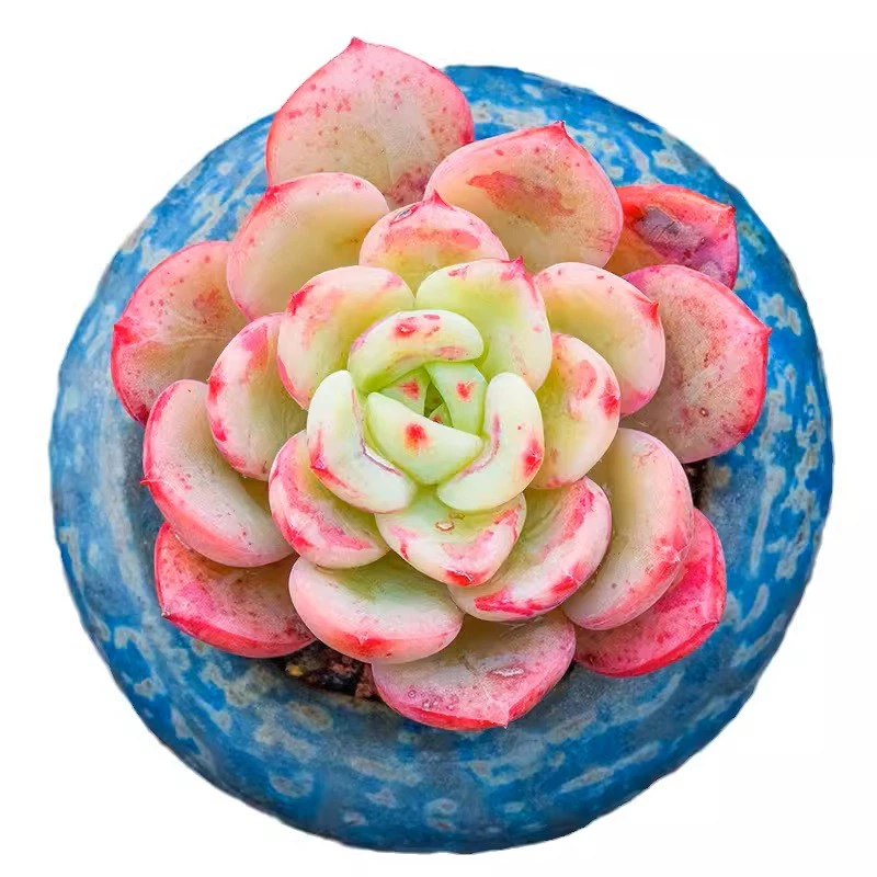 O1CN01lv4K641JleDIukDmV_!!114531069.jpg_Q75.jpg_