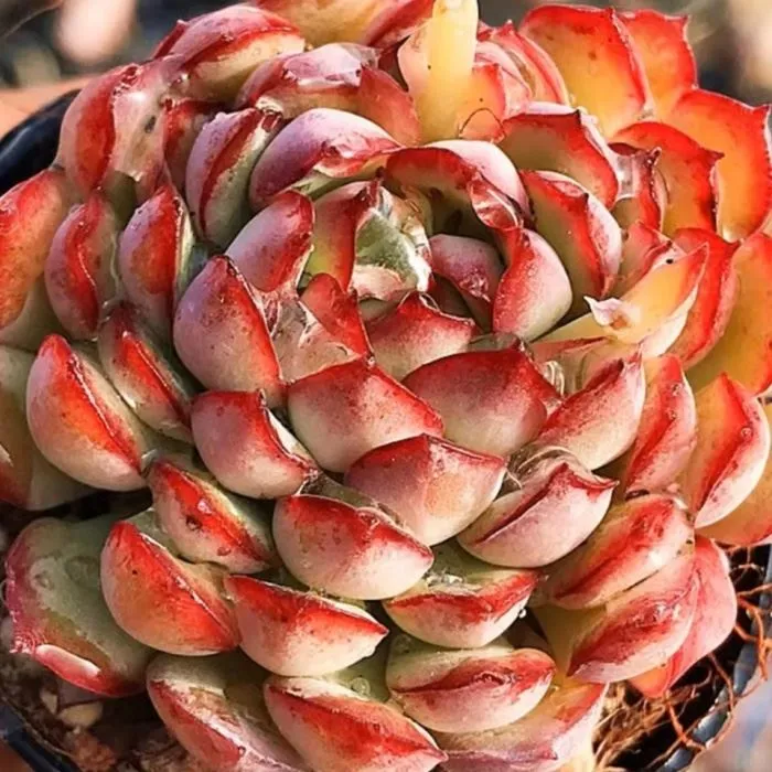 Echeveria Dream Rose