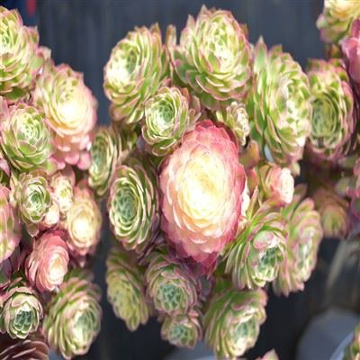 Aeonium 'Neptun'