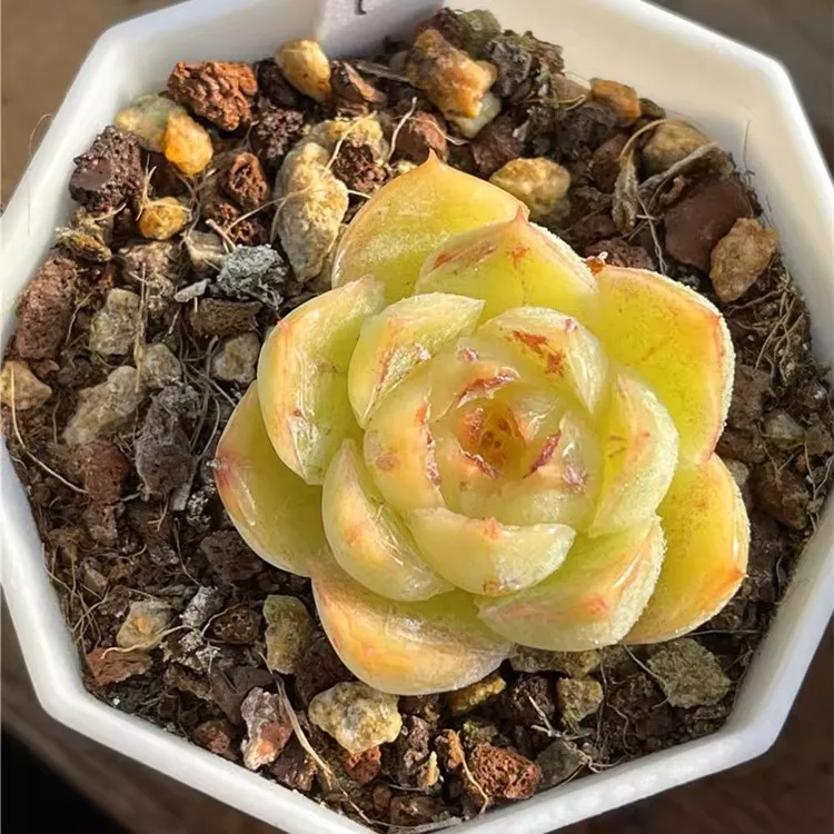 O1CN01At8v8M1SWNdsYHi9l23172254jpgQ75jpg O1CN01At8v8M1SWNdsYHi9l23172254jpgQ75jpg