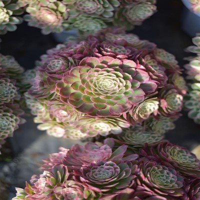 Aeonium Paví ocas