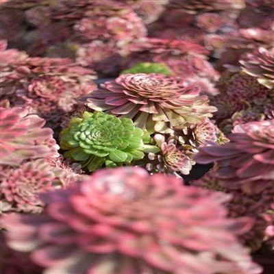 Aeonium 'Růžová krása