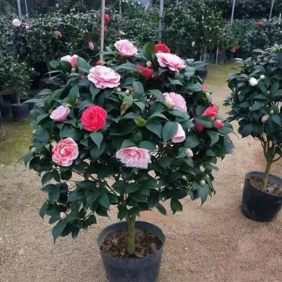 Camellia Japonica # Okrasné živé rostliny