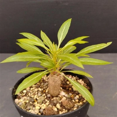 Fouquieria Purpusii